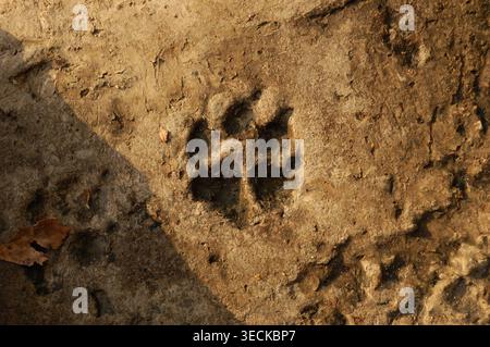 Ancienne empreinte de patte de chien conservée dans du béton altéré sur une rive d'étang rural Banque D'Images