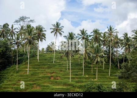 Des terrasses verdoyantes de riz et de hauts cocotiers couvrent la colline de Tegallalang, Bali, Indonésie, sous un ciel bleu vif avec des nuages doux et tropi Banque D'Images