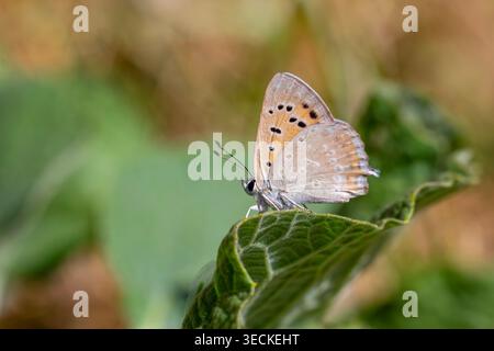 Le petit papillon aux ailes rouges ardentes perché sur la feuille verte, Lycaena thetis Banque D'Images