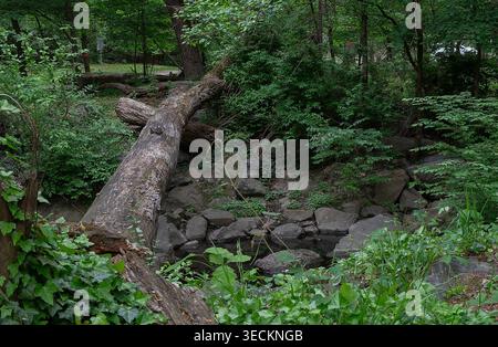 Un groupe d'arbres tombés sur le sol de la forêt Banque D'Images