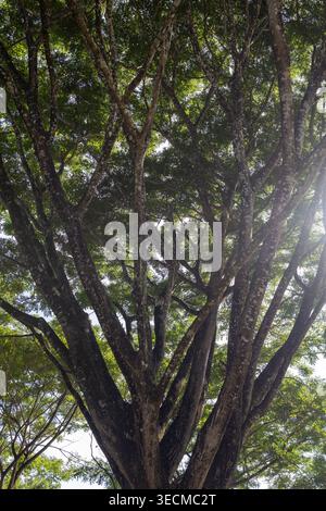 Une puissante photographie à angle bas, à la recherche, d'un arbre tropical massif et mature avec plusieurs troncs épais s'étendant vers l'extérieur comme un éventail géant. Banque D'Images