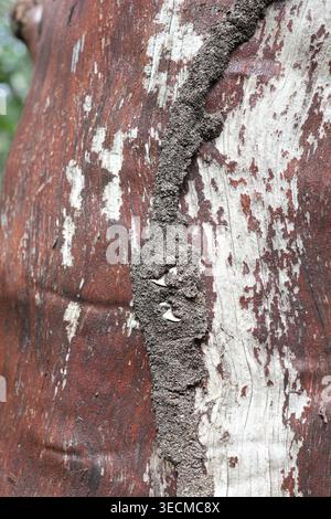 Tunnel de boue de termites construit sur un tronc d'arbre texturé dans la forêt. Banque D'Images
