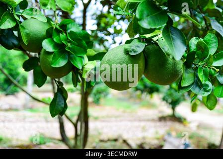 Fruits frais de pomelo vert accrochés sur une branche d'arbre dans un verger Banque D'Images