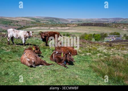 Les vaches paissent et se détendent sur les collines luxuriantes du Staffordshire, en profitant du soleil chaud. Ci-dessous, une ferme pittoresque se niche au milieu du paysage époustouflant du Peak District landsc Banque D'Images