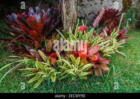 Plantes de jardin tropicales colorées avec broméliades rouges et feuillage vert dans le parc paysager Banque D'Images