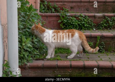 Chat orange et blanc se promène le long de marches de briques près de plantes vertes et renifle des feuilles dans un cadre extérieur avec des textures naturelles et une lumière du jour douce. PET behav Banque D'Images