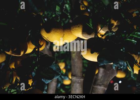 Pomelo accroché sur un arbre tropical la nuit avec un éclairage doux et des ombres, agrumes poussant sur des branches d'arbre dans le jardin du soir Banque D'Images
