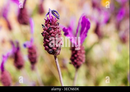 Lavandula stoechas fleurs. Lavandula stoechas, la lavande espagnole, lavande nappée ou lavande française est une espèce de lavande originaire de la Médite Banque D'Images