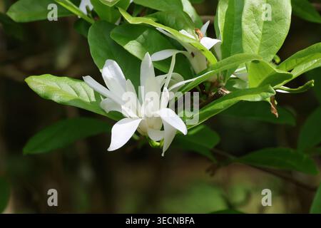 Magnolia stellata 'Royal Star'. Gros plan d'une fleur de magnolia étoile blanche unique au printemps. Banque D'Images