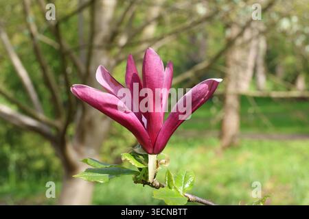 Magnolia liliiflora 'Nigra'. Gros plan de fleur de magnolia de lys noir avec des tépales externes violettes profondes et un intérieur blanc crème plus pâle Banque D'Images