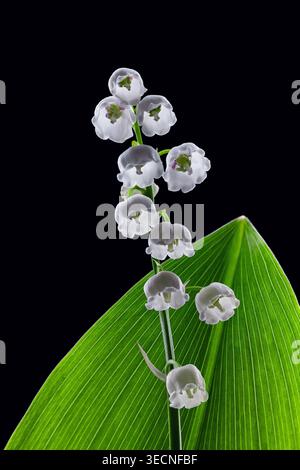 Lily of the Valley Stem avec des fleurs de cloche blanche sur fond noir Banque D'Images