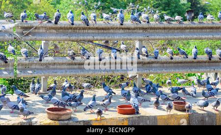 Pigeons de roche (pigeon sauvage, Columba Livia) nourris à New Delhi, Inde. Banque D'Images