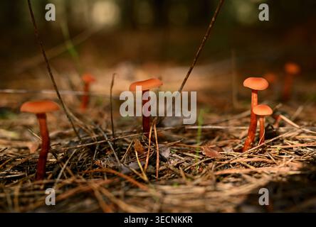 Une photographie rapprochée de deux délicats champignons sauvages (Laccaria laccata), communément appelés trompeurs, poussant sur un sol forestier couvert de pin sec Banque D'Images