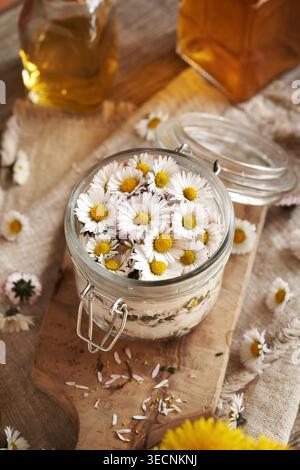 Préparation de sirop à base de plantes maison à partir de fleurs de marguerites communes et de sucre Banque D'Images