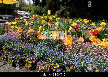 Vancouver, Canada - 20 avril 2026 : un dense parterre de fleurs de Prospect point dans le parc Stanley éclate de tulipes perroquets, jonquilles, oublie-moi-Nots bleus et PA Banque D'Images