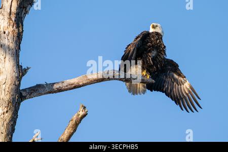 L'aigle chauve perché haut dans un arbre asséchant une aile après un bon petit déjeuner au Blackwater National Wildlife refuge à Cambridge, Maryland Banque D'Images