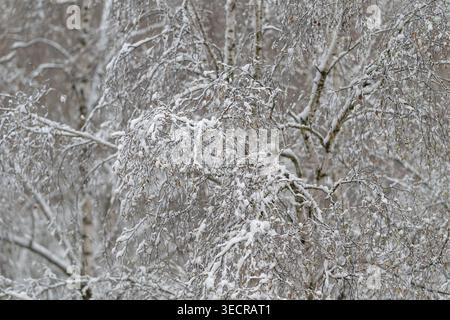 Verrière de bouleau glacé présentant un glaçage délicat, des couches de rime sur des branches minces, une profondeur de forêt atténuée, un calme glacial et une ambiance hivernale atmosphérique Banque D'Images