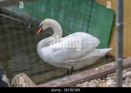 Cygne d'alerte tournant la tête près de l'eau, bec orange contrastant avec plumes blanches immaculées, regard concentré, éléments d'enceinte en arrière-plan, tensio stable Banque D'Images
