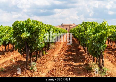 Scène extérieure montrant un vignoble en provence française. Banque D'Images
