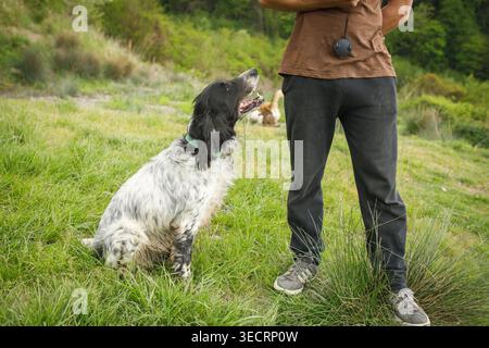 Personne dans des vêtements décontractés debout à côté du chien tacheté calme assis obéissant sur un terrain vert herbeux en été Banque D'Images