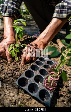 Jardinage des mains dans le sol avec un dibber en bois, plantation de jeunes plants de tomates à partir d'un plateau cellulaire en plastique à la lumière du soleil. Banque D'Images