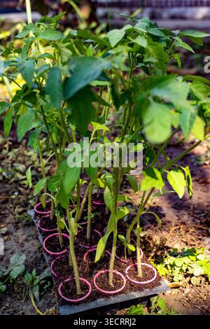 Semis dans un plateau cellulaire en plastique à l'extérieur, jeunes pousses vertes de tomate avec des bouchons de racines et des marqueurs roses sur le sol, le jardinage et la propagation des plantes conc Banque D'Images