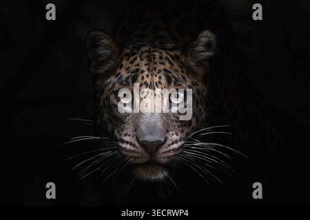 Portrait en gros plan d'un jaguar émergeant d'ombres profondes, d'yeux perçants et de moustaches éclairés sur un fond noir, créant une obscurité dramatique, myste Banque D'Images