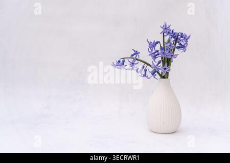 Fleurs de jacinthe violettes disposées dans un vase en céramique blanche sur une surface légère, créant une nature morte intérieure minimale calme avec une lumière naturelle douce. Banque D'Images
