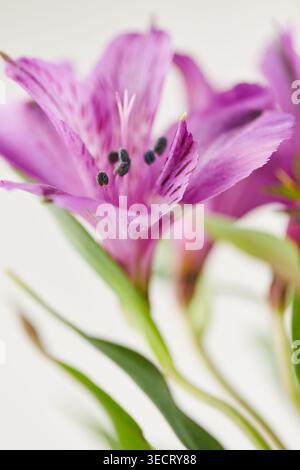 Macro gros plan d'une fleur rose d'Alstroemeria avec des pétales détaillés et des étamines sombres, tourné avec une faible profondeur de champ sur un fond blanc propre, aéré Banque D'Images
