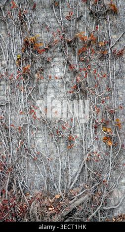 Grimpant ou rampant les plantes de lierre rampent sur le mur de béton dans le jardin. lierre plantée sur le mur pour créer une atmosphère naturelle. Belle texture wa Banque D'Images