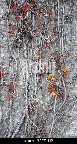 Grimpant ou rampant les plantes de lierre rampent sur le mur de béton dans le jardin. lierre plantée sur le mur pour créer une atmosphère naturelle. Belle texture wa Banque D'Images