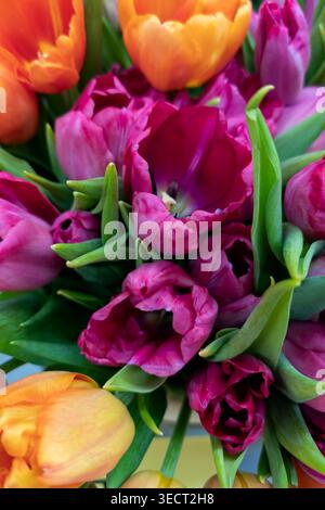 Gros plan d'un bouquet vibrant de tulipes en violet, rose, orange et jaune avec des feuilles vertes fraîches, créant un fond floral printanier luxuriant pour cele Banque D'Images