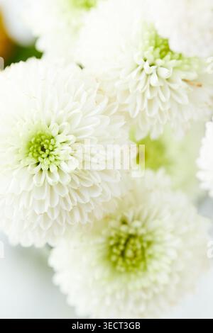 Macro gros plan de fleurs blanches de chrysanthème Santini avec des centres verts frais, des pétales doux et une texture délicate dans une lumière naturelle vive, backgr floral Banque D'Images