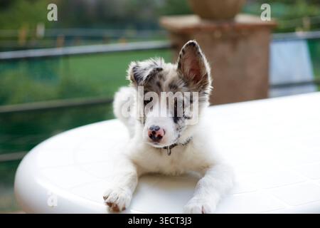 Adorable chiot collie frontière couché sur une table blanche en plein air à la lumière du jour, regardant la caméra avec des oreilles alertes, une fourrure douce, et un calme, ludique Banque D'Images