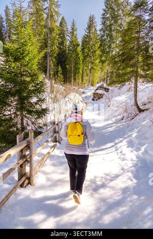Randonneur avec sac à dos jaune marche un chemin forestier enneigé près du lac Carezza en hiver, entouré de pins alpins dans le Haut Adige, Italie, province de Bolzano. Banque D'Images