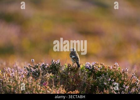 Wheatear naissant (Oenanthe oenanthe) sur les plaines, landes côtières. Anglesey, Nord du pays de Galles. Août Banque D'Images