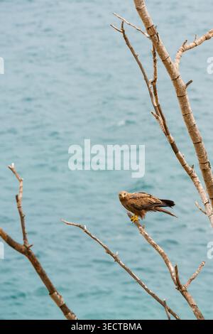 Oiseau de proie brun perché sur une branche sèche au-dessus de la mer Turquoise Banque D'Images