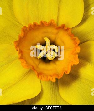 Ultra-gros plan d'une jonquille en pleine floraison, révélant des étamines dorées saupoudrées de pollen dans la trompette à volants en son centre radieux. Banque D'Images
