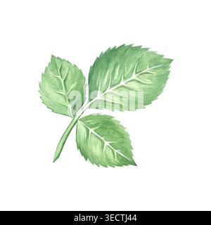 Branche de rose aquarelle avec des feuilles vertes. Elément floral dessiné à la main. Verdure printanière et estivale pour un bouquet. Isolats de rose de jardin, rose de rose de rose Banque D'Images