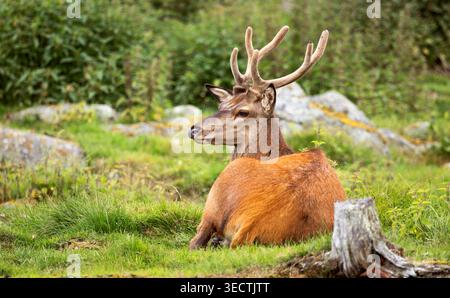 Majestueux cerf rouge avec de grands bois se trouve détendu sur une herbe verte luxuriante au milieu des rochers et de la végétation forestière dans un habitat naturel. Banque D'Images