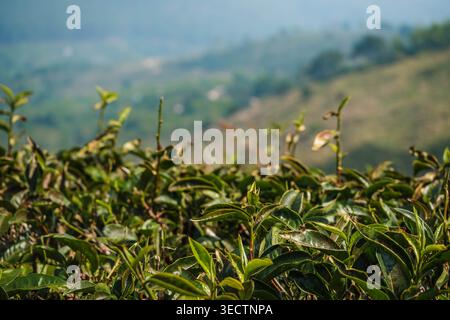 Feuillage de thé vert luxuriant sur Highland Farm Banque D'Images