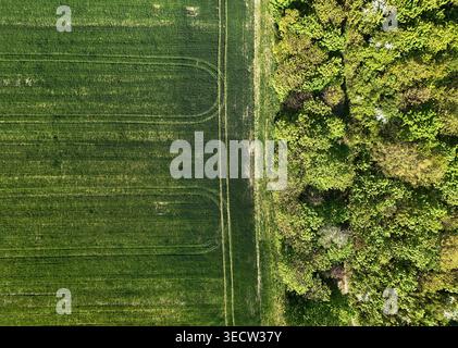 Forêt et blé vert sur cette photo de drone nadir. Banque D'Images