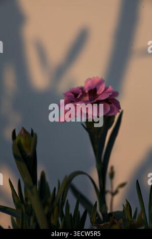 Oeillets roses et violets en fleurs dans un vase, avec un fond blanc et des ombres projetées dans le dos Banque D'Images