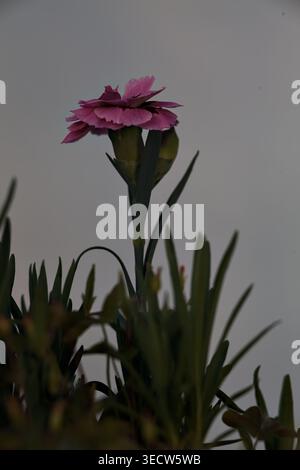 Oeillets roses et violets en fleurs dans un vase, avec un fond blanc et des ombres projetées dans le dos Banque D'Images