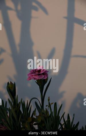 Oeillets roses et violets en fleurs dans un vase, avec un fond blanc et des ombres projetées dans le dos Banque D'Images