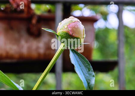 Gros plan d'un bourgeon de pivoine rose avec des gouttelettes d'eau poussant sur le balcon d'un bâtiment urbain. Banque D'Images