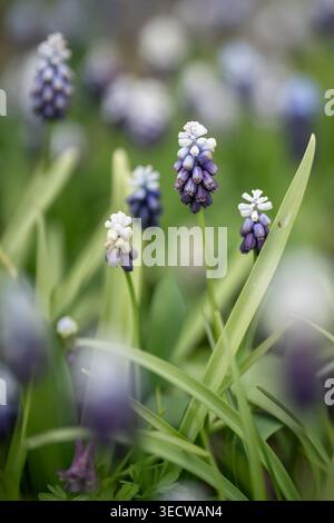 Fleurs de muscari de couleur blanche pourpre de printemps fleurissant dans le jardin de printemps, l'horticulture et la culture. Banque D'Images