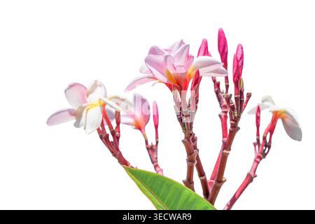 Fleurs de frangipanier roses et blanches isolées sur fond blanc. Concept floral tropical propre avec espace de copie. Plante exotique, composition minimale pour d Banque D'Images