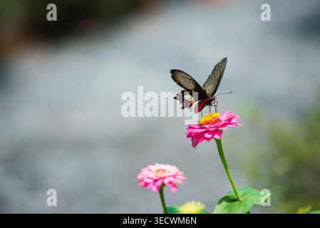 Élégant papillon noir à queue d'aronde perché sur une fleur de zinnia rose vibrante dans un jardin ensoleillé, avec un beau bokeh et une scène de nature paisible. Banque D'Images