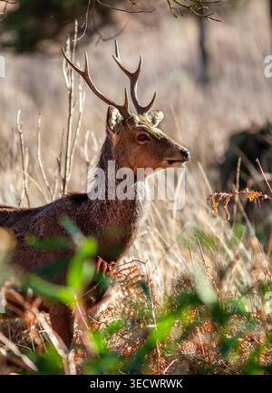 Le cerf sauvage Sika fait une pause dans les bois ensoleillés, les oreilles étant accordées à chaque son alors qu'il se déplace tranquillement à travers les herbes saumâtres et hivernales. Banque D'Images